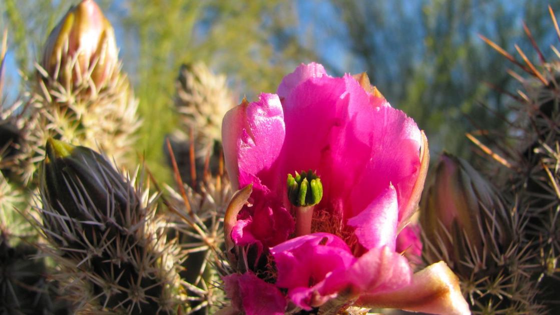 Tucson spring: Mountain snow and desert blooms