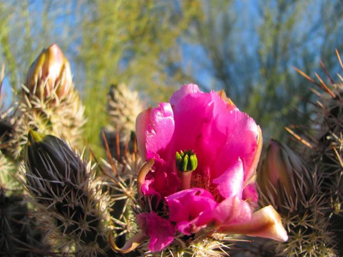 Cactus in bloom