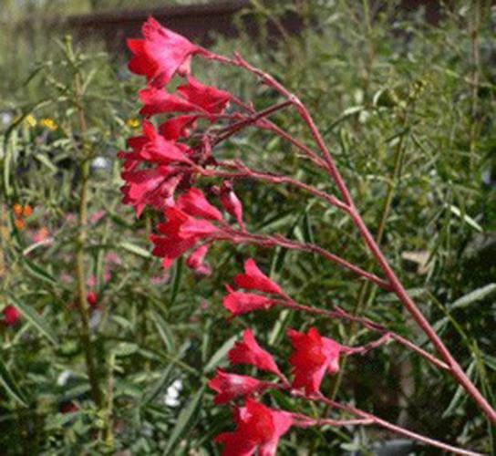 Three types of plants for the new year   