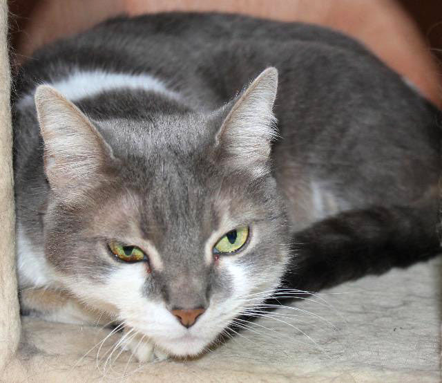 Adopt A Friend: Marley