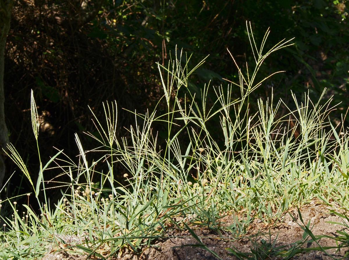 Overseeding Can Stress Your Bermuda Tucson Com