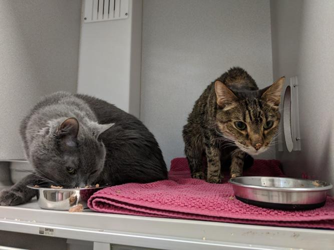 Adopt a friend: Oliver Ray and Sammy