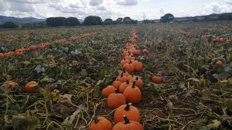 Calabazas de Santa Cruz