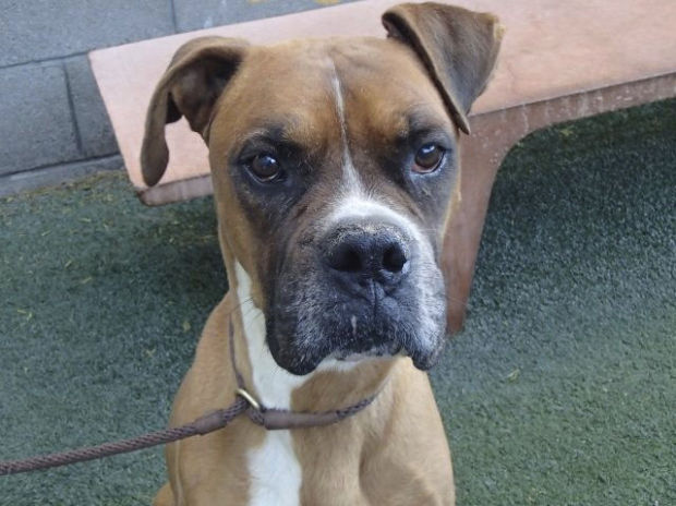 Pima Animal Care Center