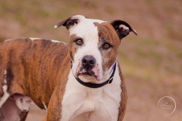 Adopt a friend: Cholo