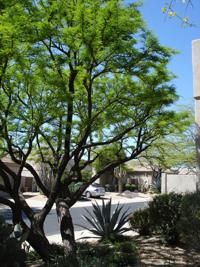 Rosie Romero: How can I stop dog from tearing up irrigation system?