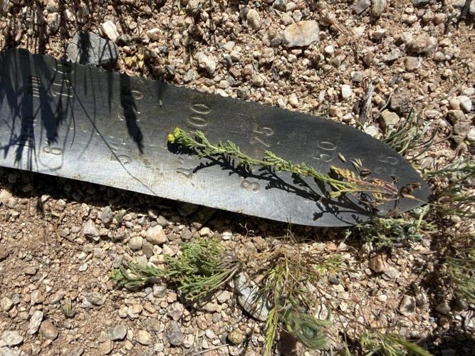 Stinknet: A smelly invasive plaguing Tucson