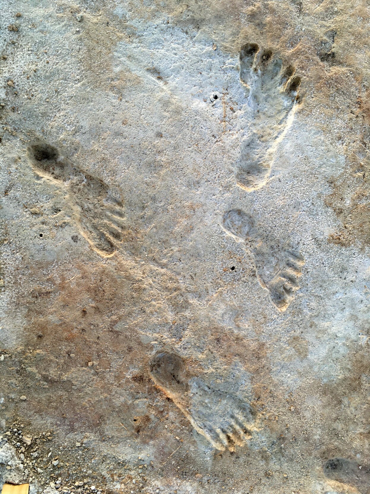 Fossilized footprints at White Sands National Park