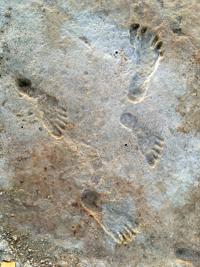 Study follows ancient footprints in New Mexico to major scientific find