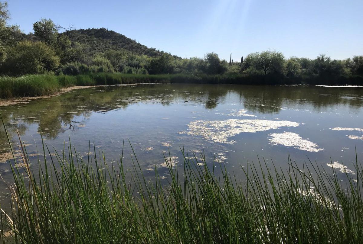 Snails in Quitobaquito Springs