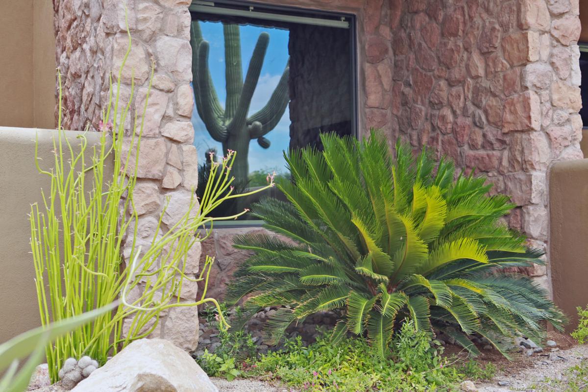 Front Yard Sago Palm Landscape Design | background landscape