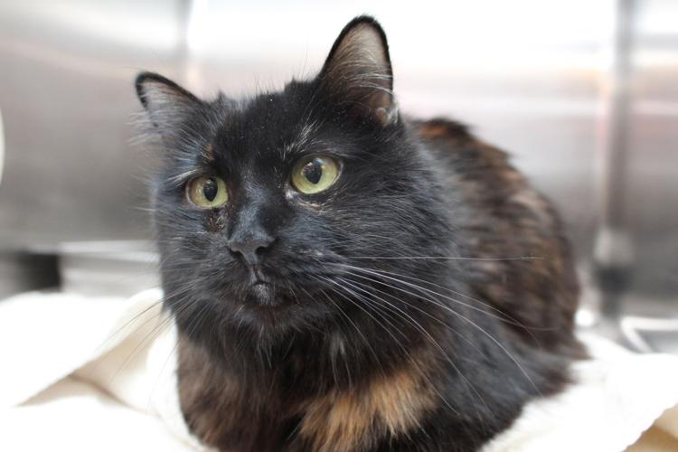 Adopt A Friend: Bonnie