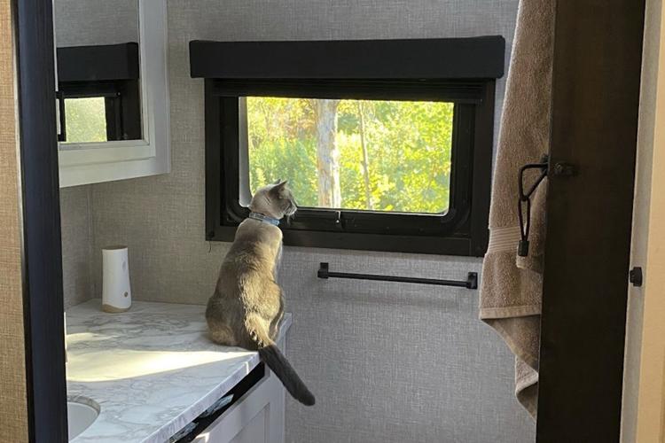 California Traveling Cat
