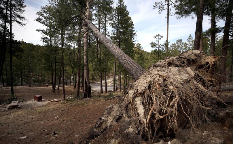 Downed trees