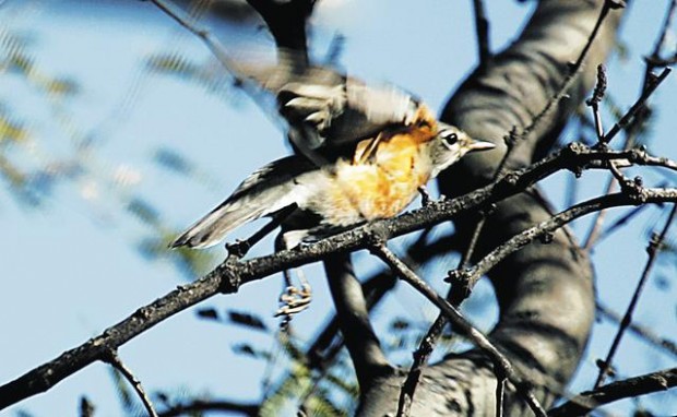 Sonoita Creek State Natural Area: Solitude  
