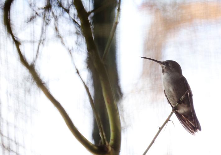 Bob the Costa's hummingbird
