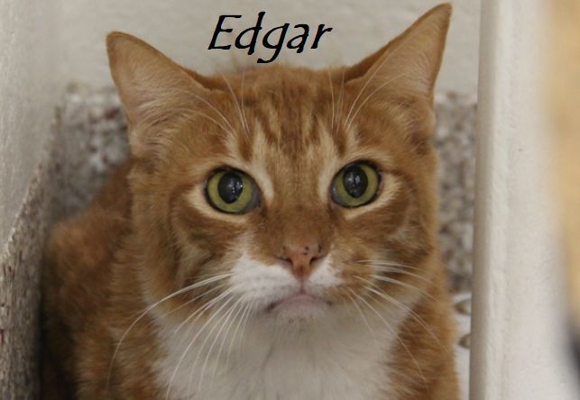 Adopt a friend: Edgar