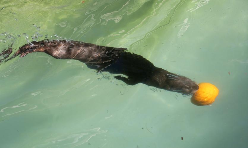 Nandi's Neighbors: Otters Pfeiffer and Hasani swim and play