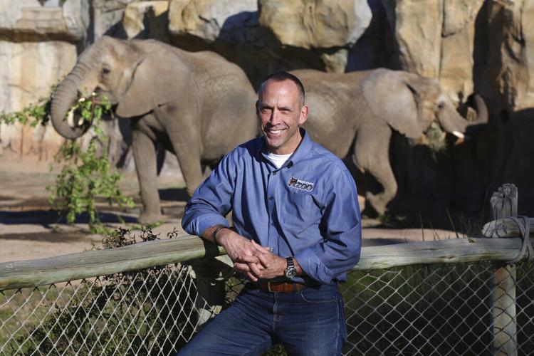 Elephants In Zoos
