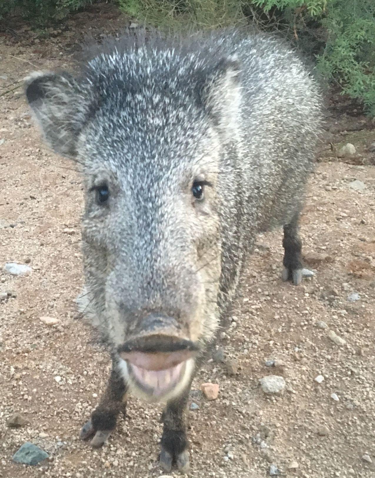 53 photos that prove javelinas are the cuties of the desert