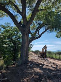 Activists stage tree sit-in to halt Trump's border wall construction