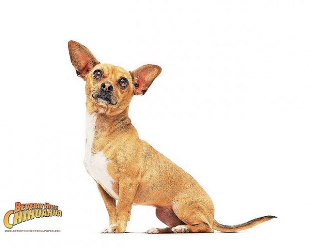 'Chihuahua' encabeza recaudación con 17.5 mdd  