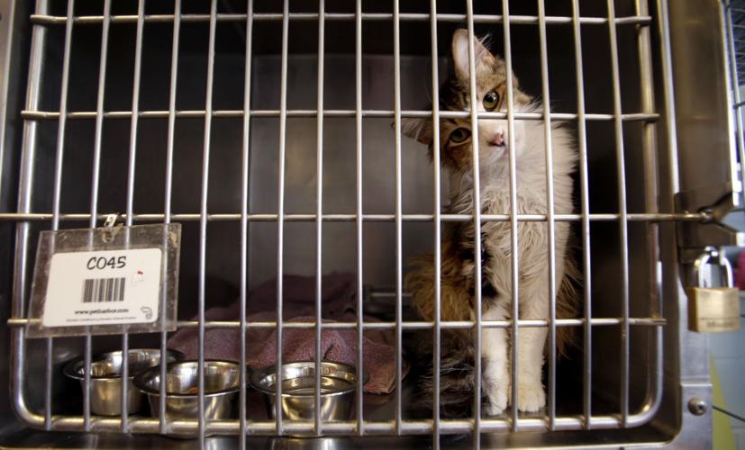 Pima Animal Care Center