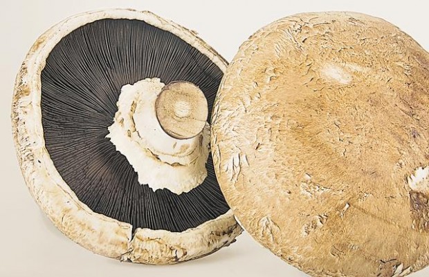 Fungus among us  