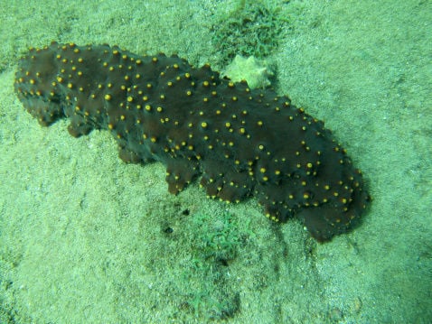 Sea cucumber