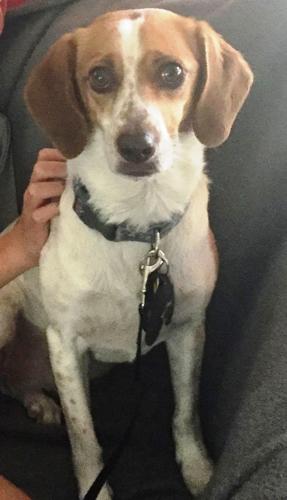 Adopt a friend: Maisy