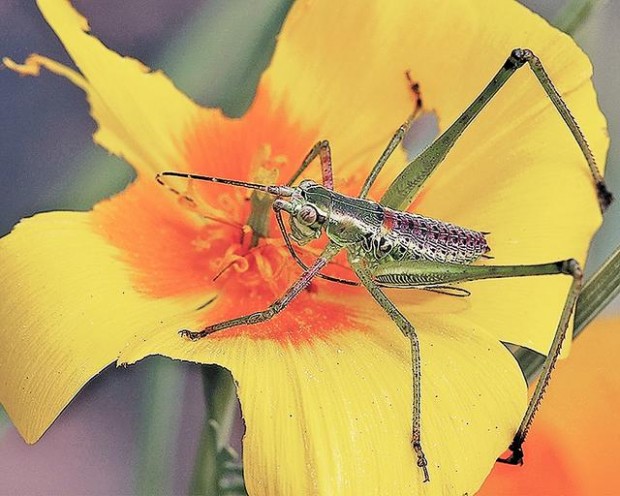 Beauty in world of insects  