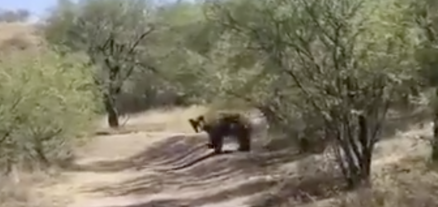 Watch: A bear is roaming Rio Rico this week