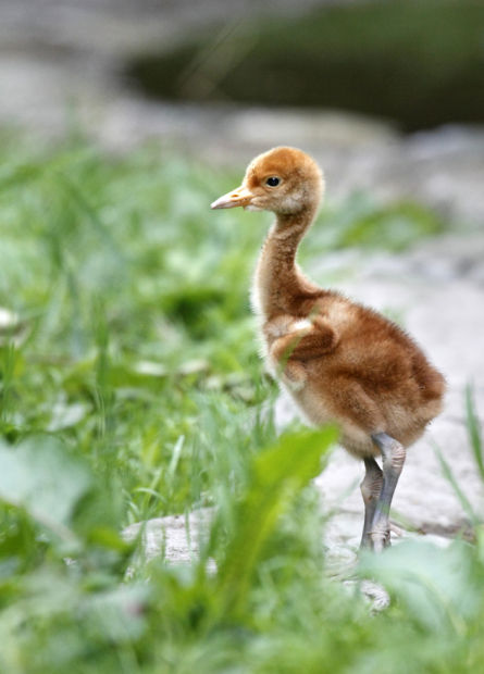 Animal shots of the week