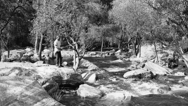 Greater Roadrunner - Sabino Canyon Volunteer Naturalists