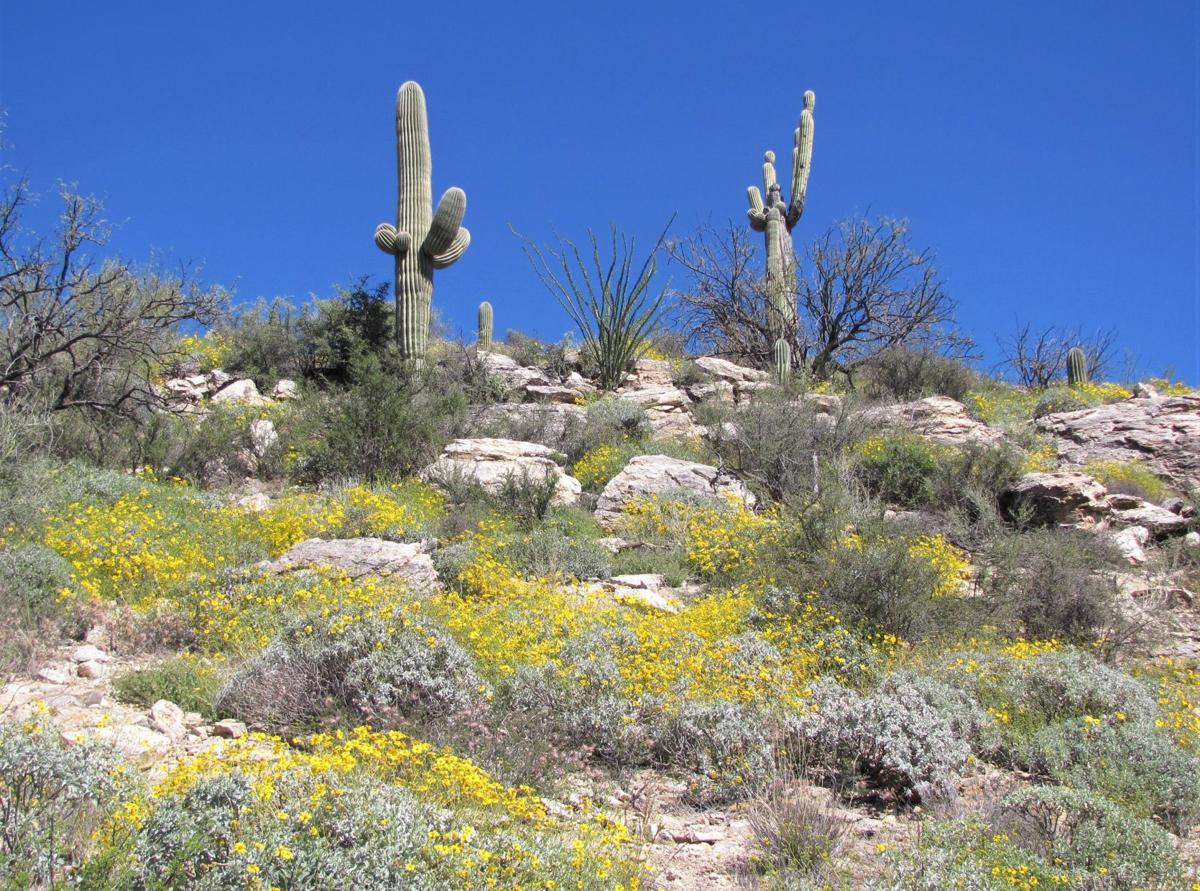 Brittlebush blooms