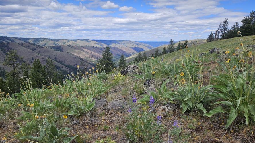 Joseph Canyon Roadless Area Wallowa-Whitman National Forest