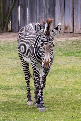 Tuari at Reid Park Zoo