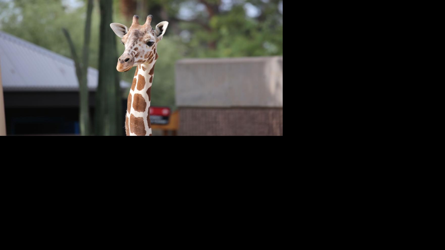 Sota, 3-year-old giraffe, euthanized at Tucson's Reid Park Zoo | Local