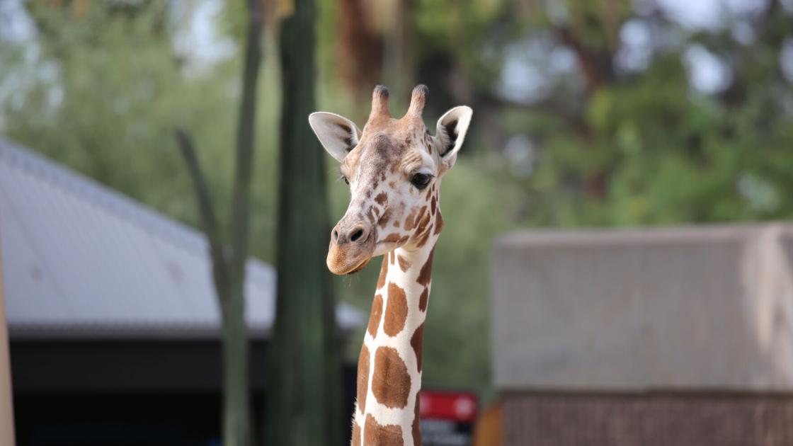 Sota, 3-year-old giraffe, euthanized at Tucson's Reid Park Zoo | Local