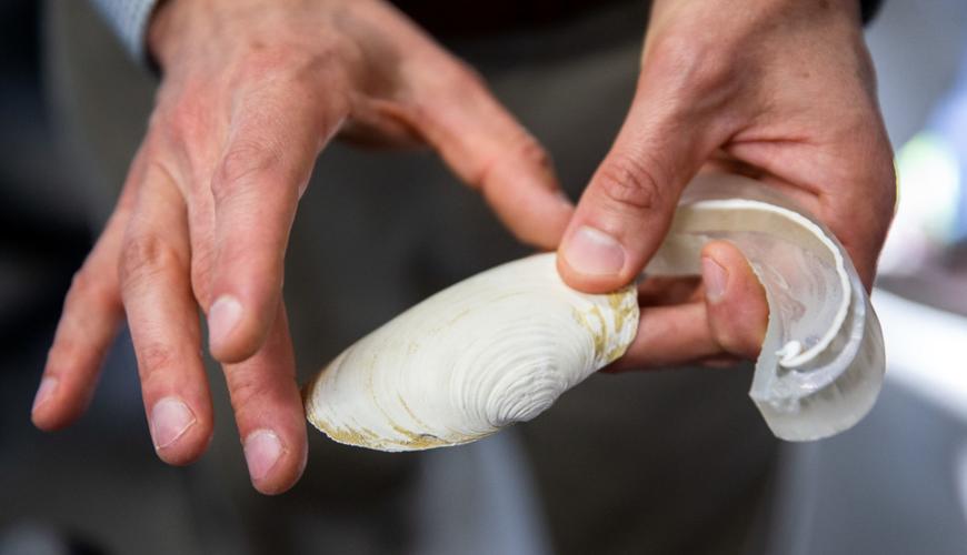 Move over tree rings UA researcher uses clam shells to collect climate