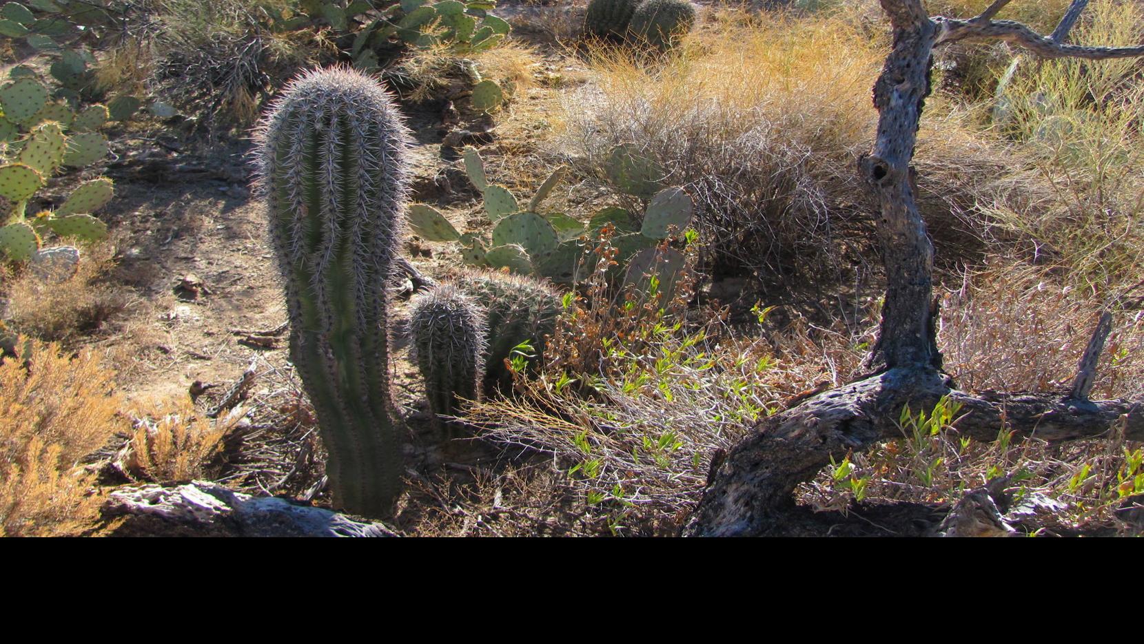 Try This Self Taught Nature Course In Sabino Canyon Recreation Tucson Com