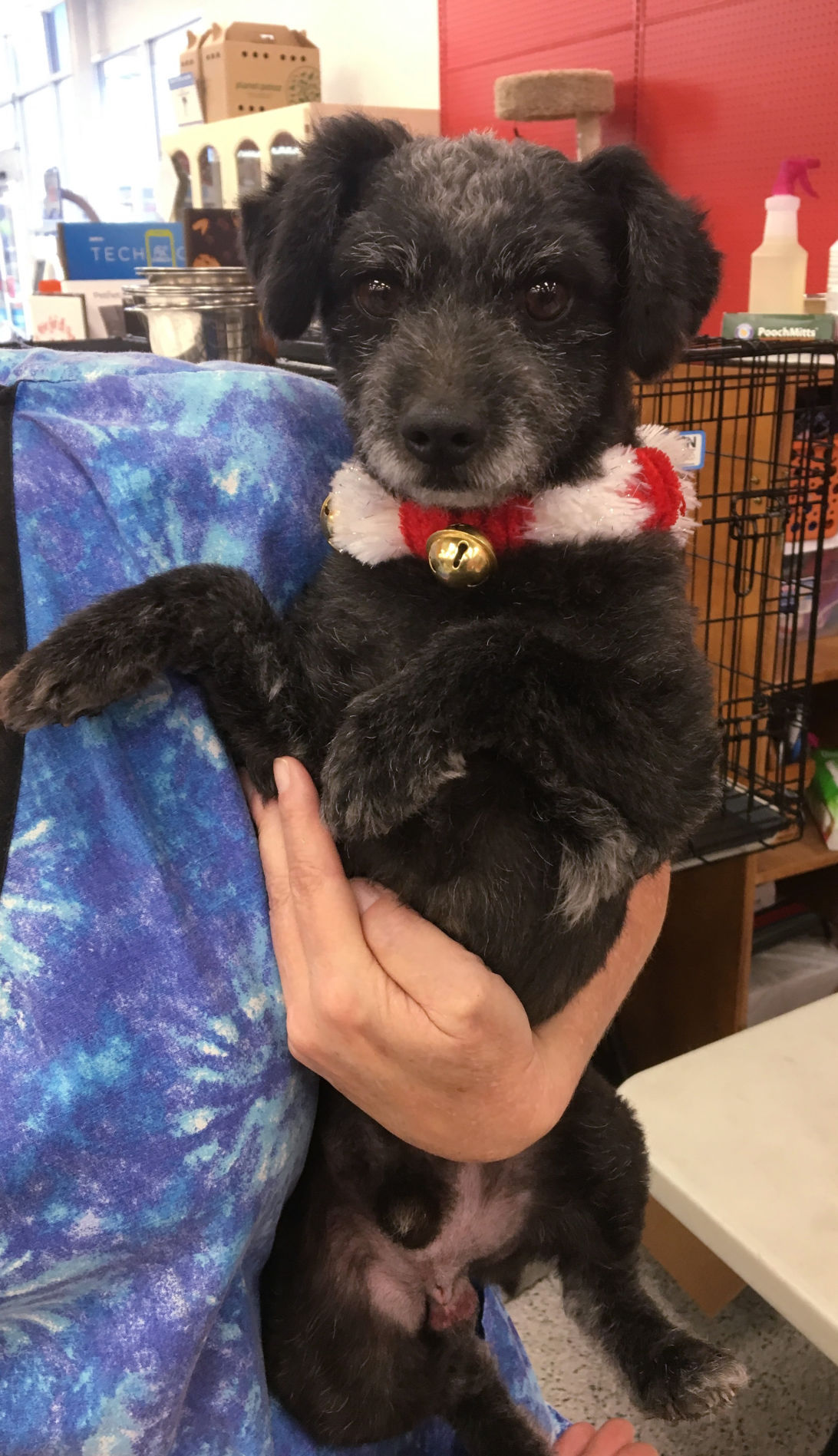 Adopt A Friend: Ralph