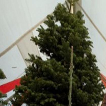 Christmas Tree Recycling Tucson 2022 5 Places To Buy Your Real Christmas Tree In Tucson | Tucson Life | Tucson .Com