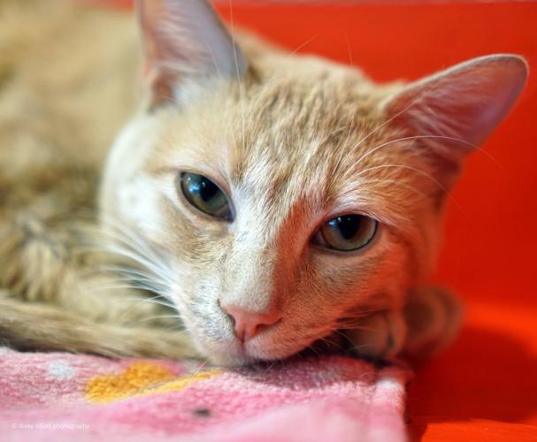 Adopt A Friend: Nacho