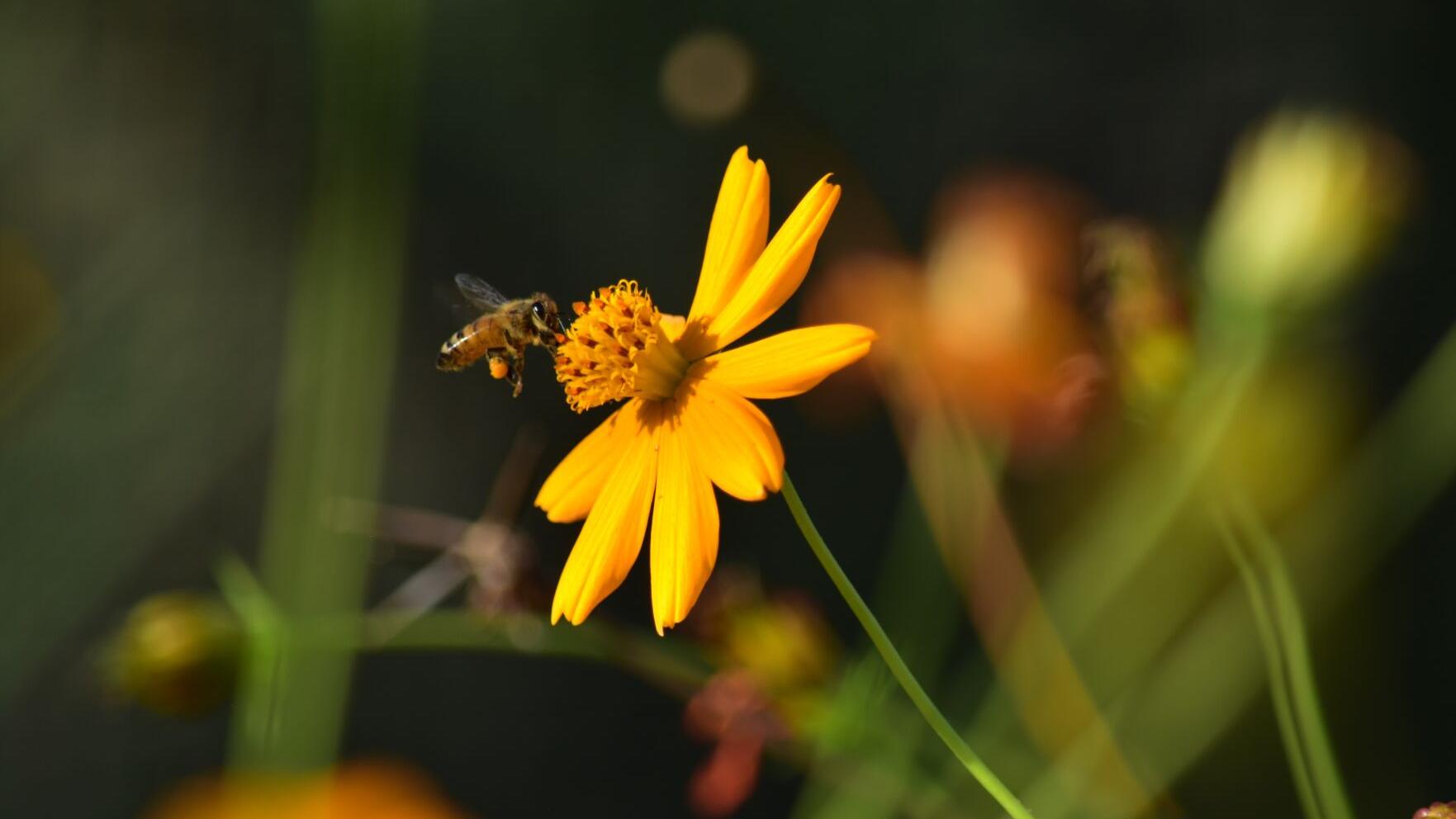 Wet spring brings more honeybee swarms, nests to Tucson - Vimarsana News