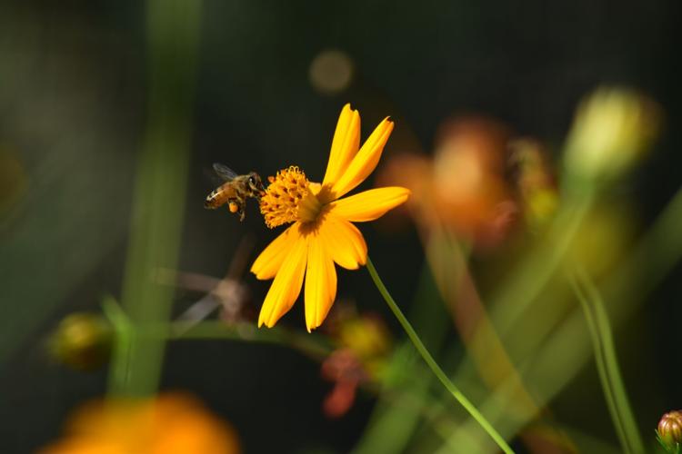 Honeybee approaches flower