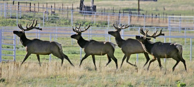 Small elk herd finds new home in Pinaleños outside Safford