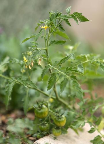 Warm winter and garden plants