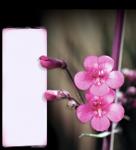 Advice by John P. Begeman: Pretty penstemons  