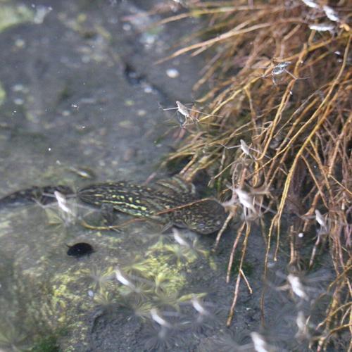 Beyond the Surface: Life Inside a Spring